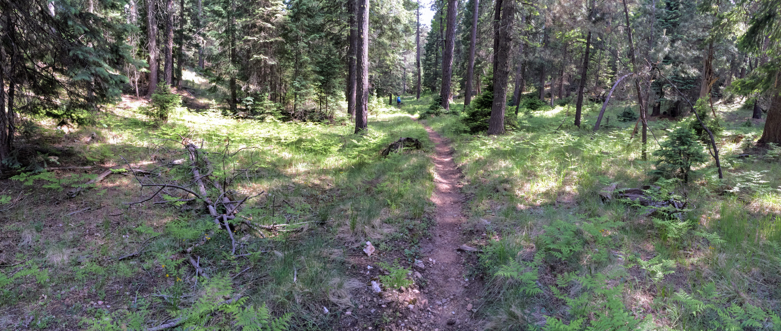 6 — The Wilderness That Finds Us: When pressure narrows options, the inner life shows itself.